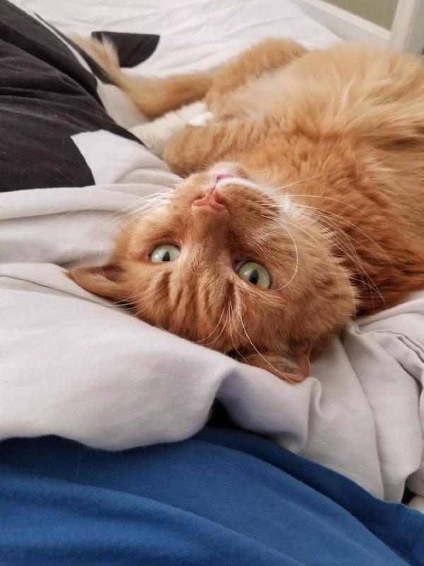 /Images/uploads/Humane Rescue Alliance/HRACalendarPhotoContest/entries/8376thumb.jpg